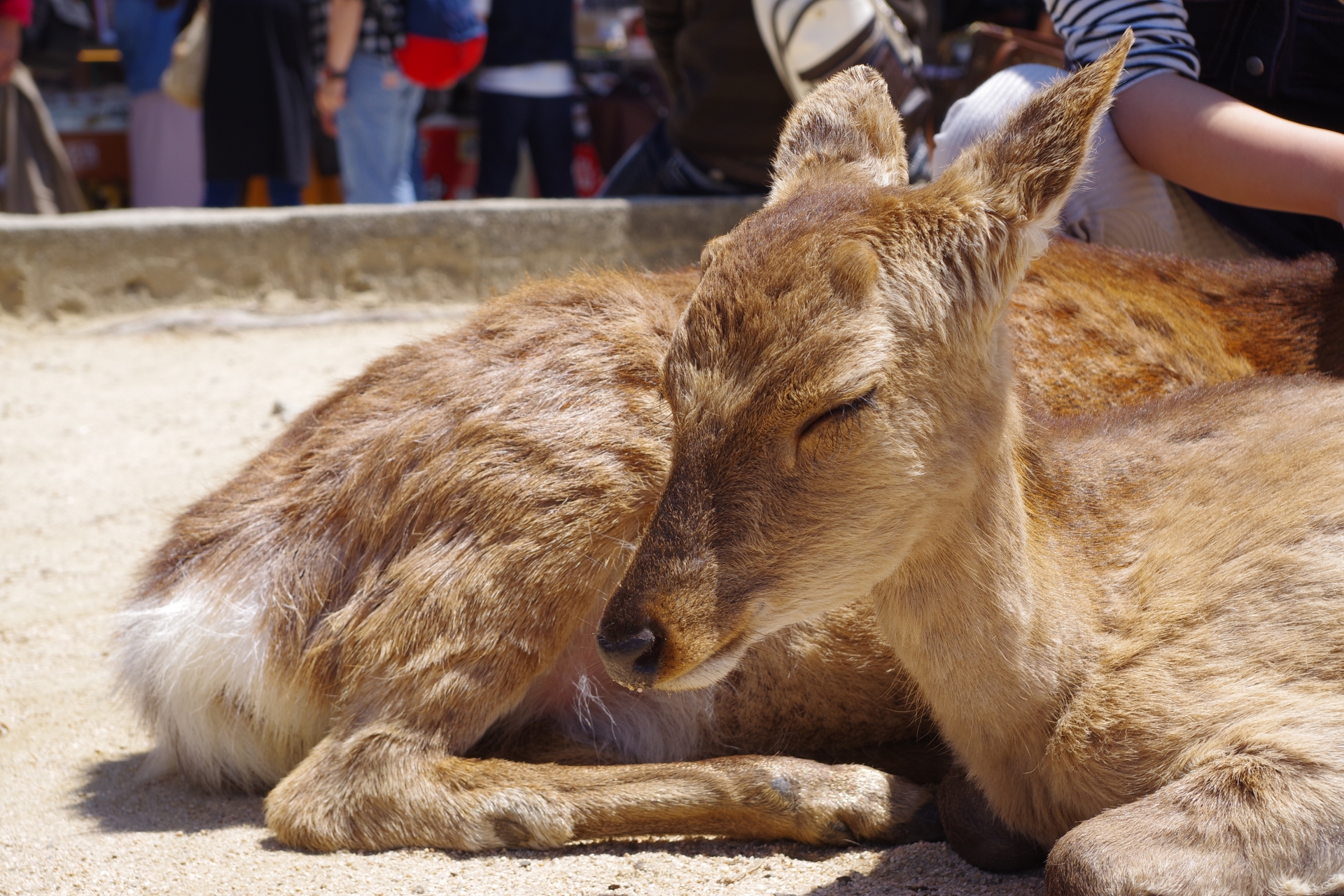 【テクドリ卒業生インタビュー】動物園職員からITエンジニアへ ―転職を決めた理由とITエンジニアの魅力―